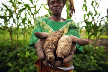 Ich bin ein Alternativtext