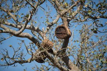 Ich bin ein Alternativtext